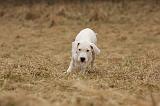 DOGUE ARGENTIN 189